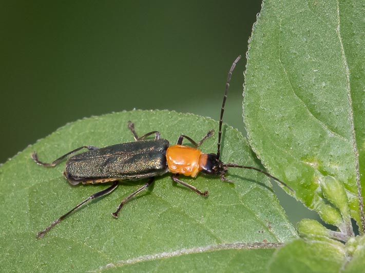 Chauliognathus tricolor.jpg